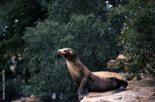 Sea lion