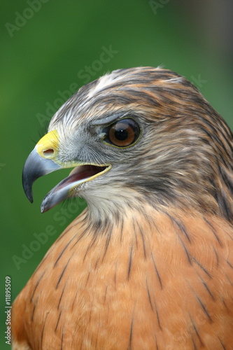Red Shouldered Hawk closeup