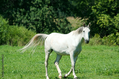 White horse in a green field