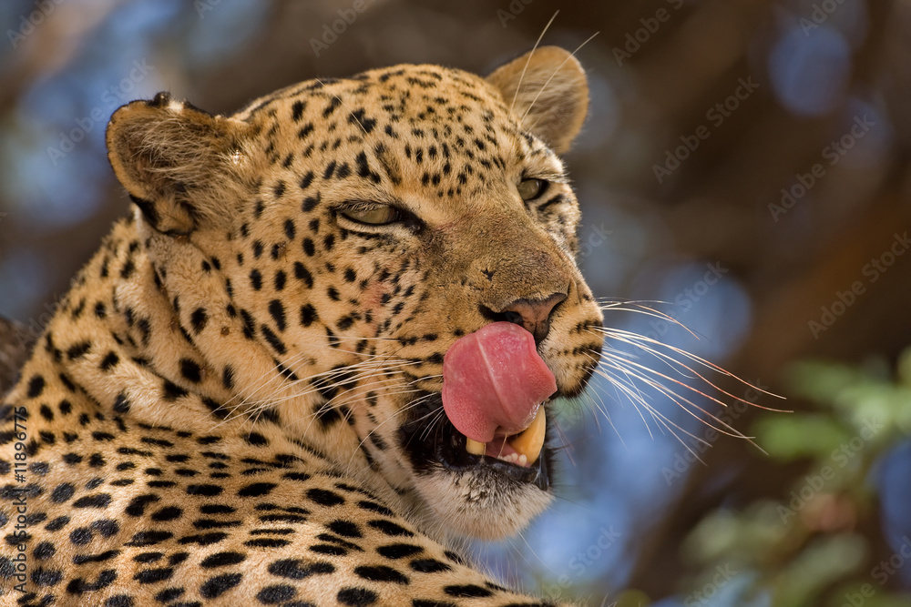 Obraz premium Close-up of Leopard