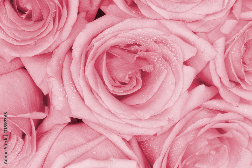 Bouquet of pink roses