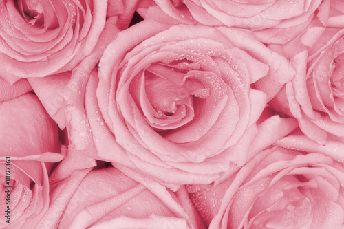 Bouquet of pink roses