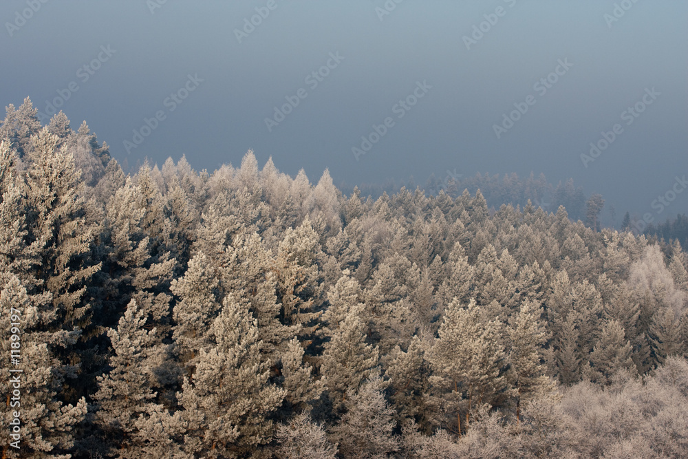 forest in winter