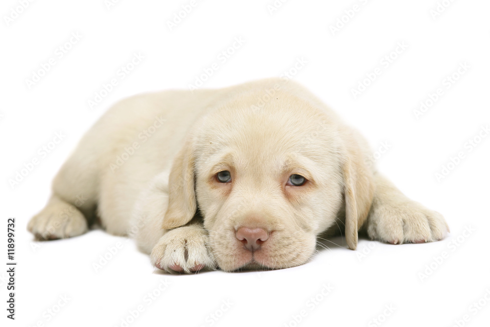 Puppy on a white background. Puppy on a white background.