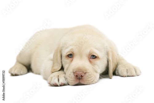 Puppy on a white background.