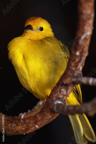 Brilliant Canary