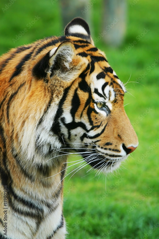 Fototapeta premium Tygrys