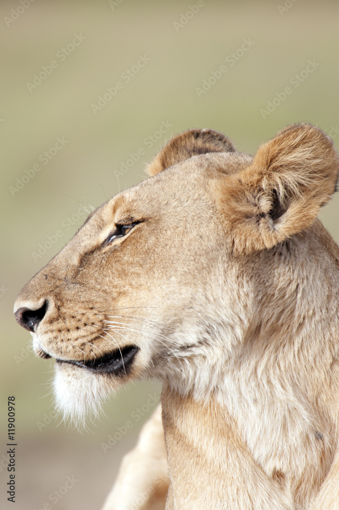 Fototapeta premium Queen of the beasts