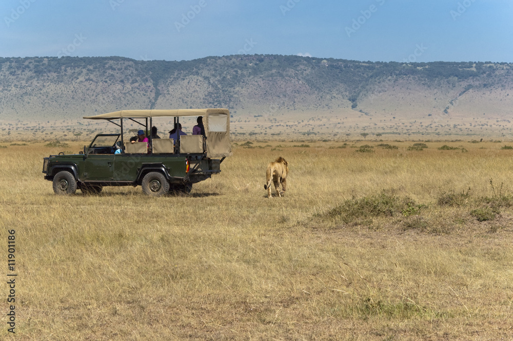 Φωτογραφία On safari: tourists watching lions while lions watching tourists