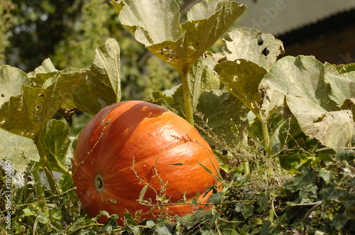 potiron photo