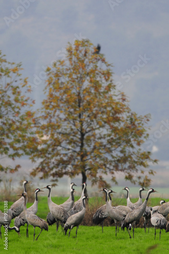 Common Crane  Grus Grus 