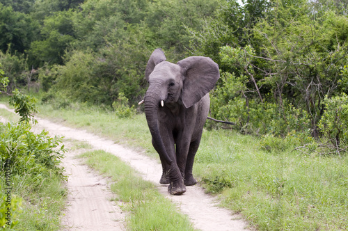 Young Elephant Mock Charging on safari in south africa. © senai aksoy