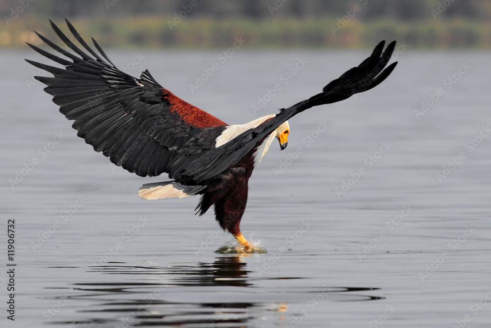 Naklejka premium African fish eagle (Haliaeetus vociferoides)