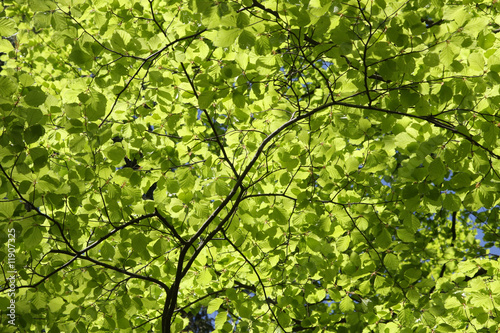 Green leaves