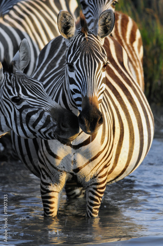 Plains zebra  Equus quagga 