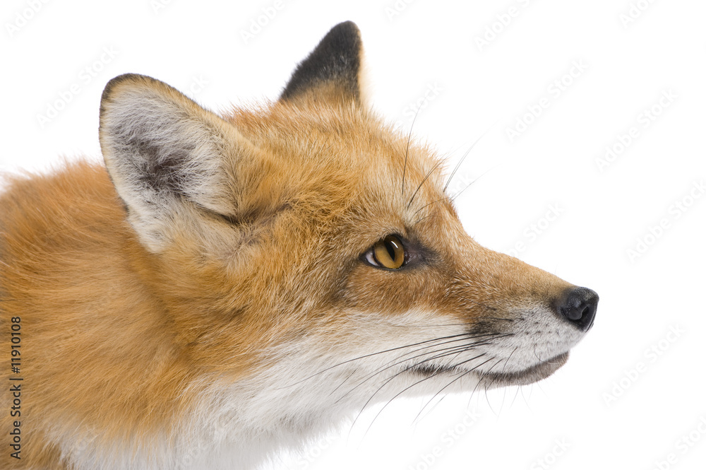 Fototapeta premium Red fox (4 years)- Vulpes vulpes