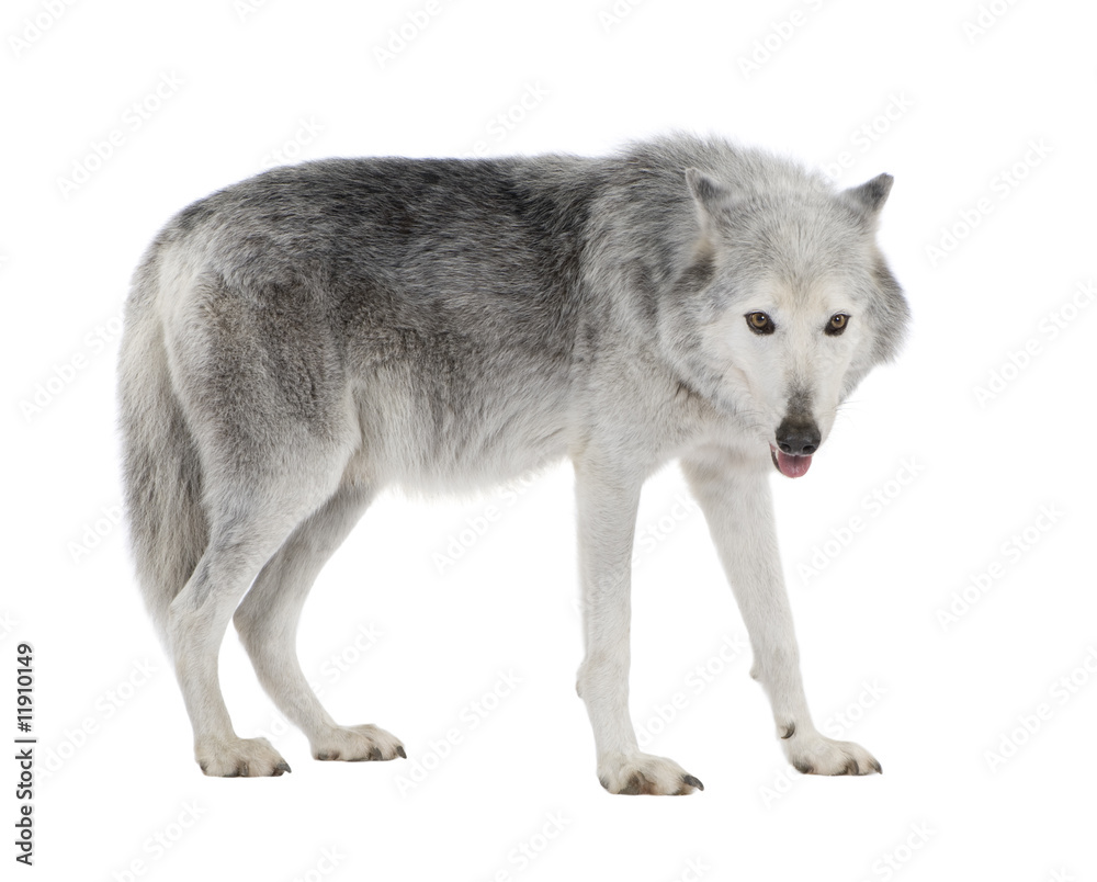 Loups blanc 8 ans Mc enzie Loups blanc 8 ans Mc enzie