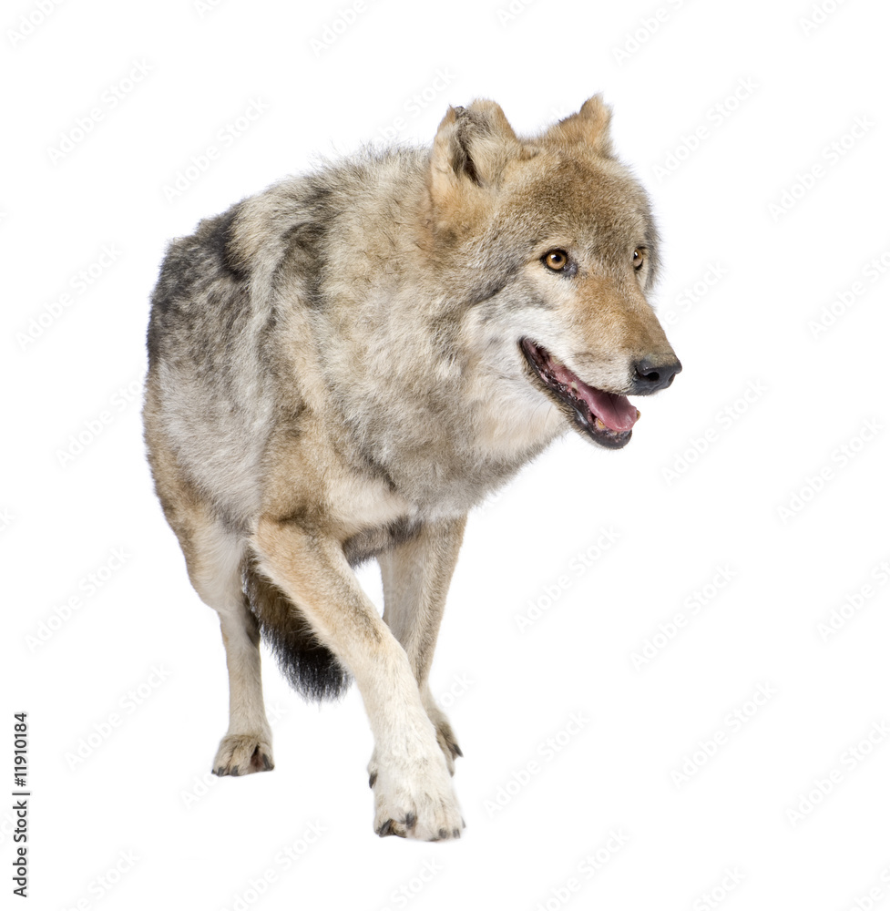 Obraz premium loups roux européen