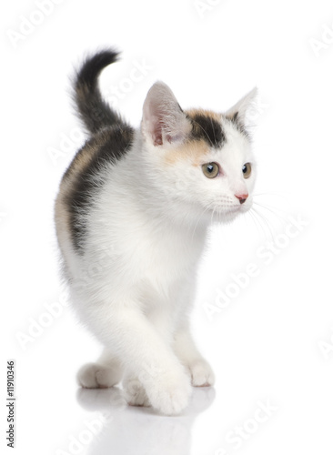 kitten European Shorthair cat (2 months)