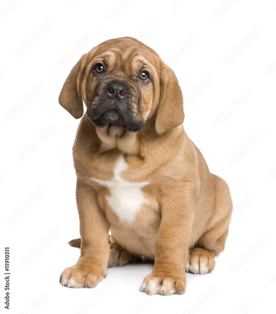Dogue de Bordeaux puppy (2 months)