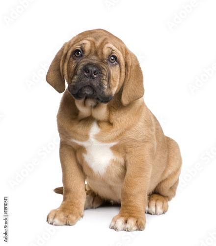 Dogue de Bordeaux puppy  2 months 