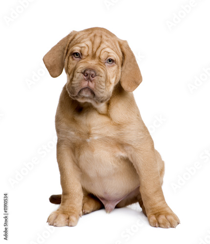 Dogue de Bordeaux puppy  2 months 