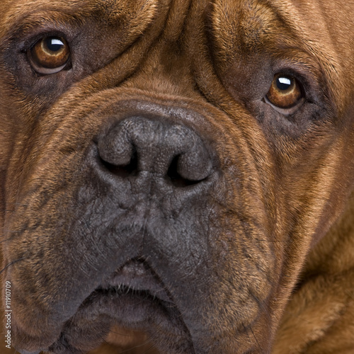 Dogue de Bordeaux (2 years) photo