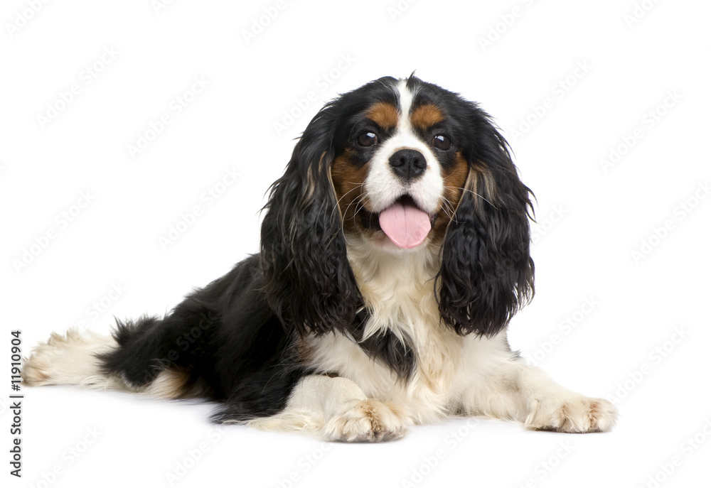 Cavalier King Charles (10 months)