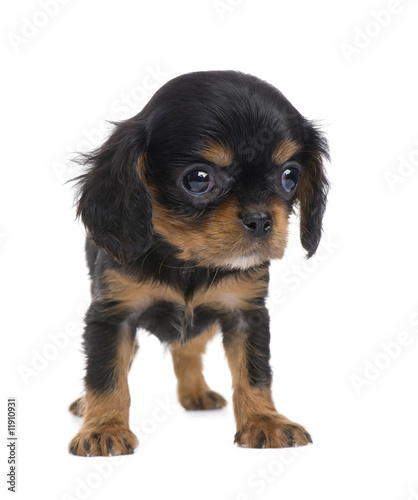 Cavalier King Charles puppy (7 weeks)