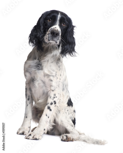 Fototapeta Naklejka Na Ścianę i Meble -  English Springer Spaniel (1 year)