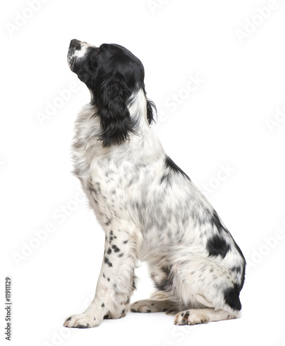 Obraz na płótnie English Springer Spaniel 