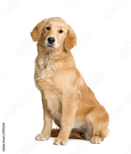 Golden Retriever puppy (5 months)