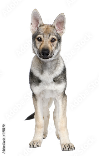 Czechoslovakian Wolfdog puppy (3 months) © Eric Isselée