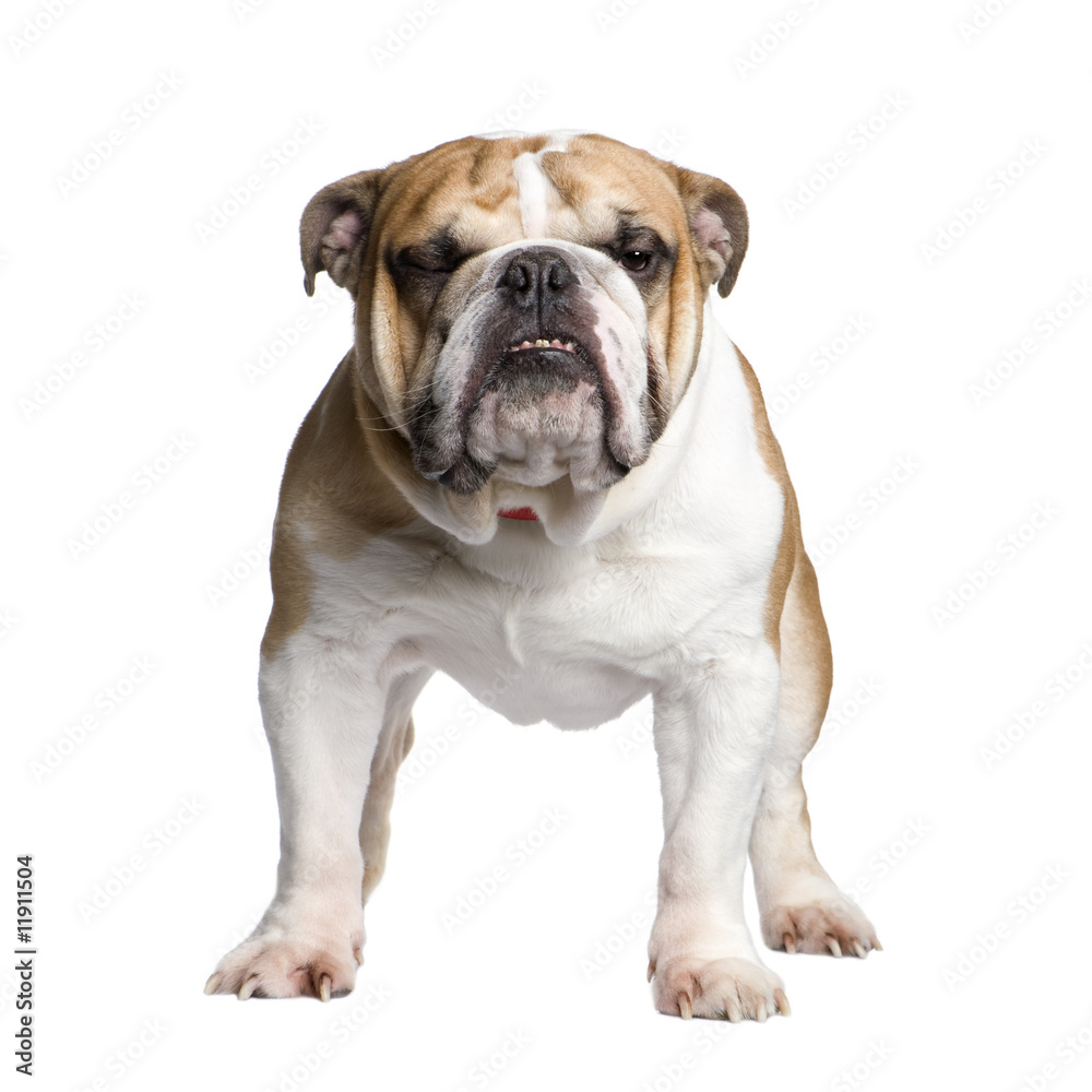 english Bulldog (3 years)