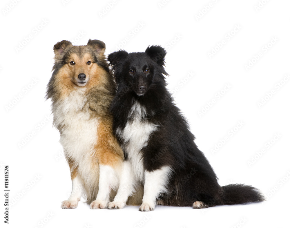 couple of shelties