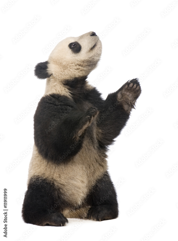 Fototapeta premium Giant Panda (18 months) - Ailuropoda melanoleuca