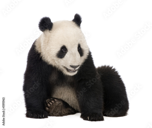 Giant Panda  18 months  - Ailuropoda melanoleuca