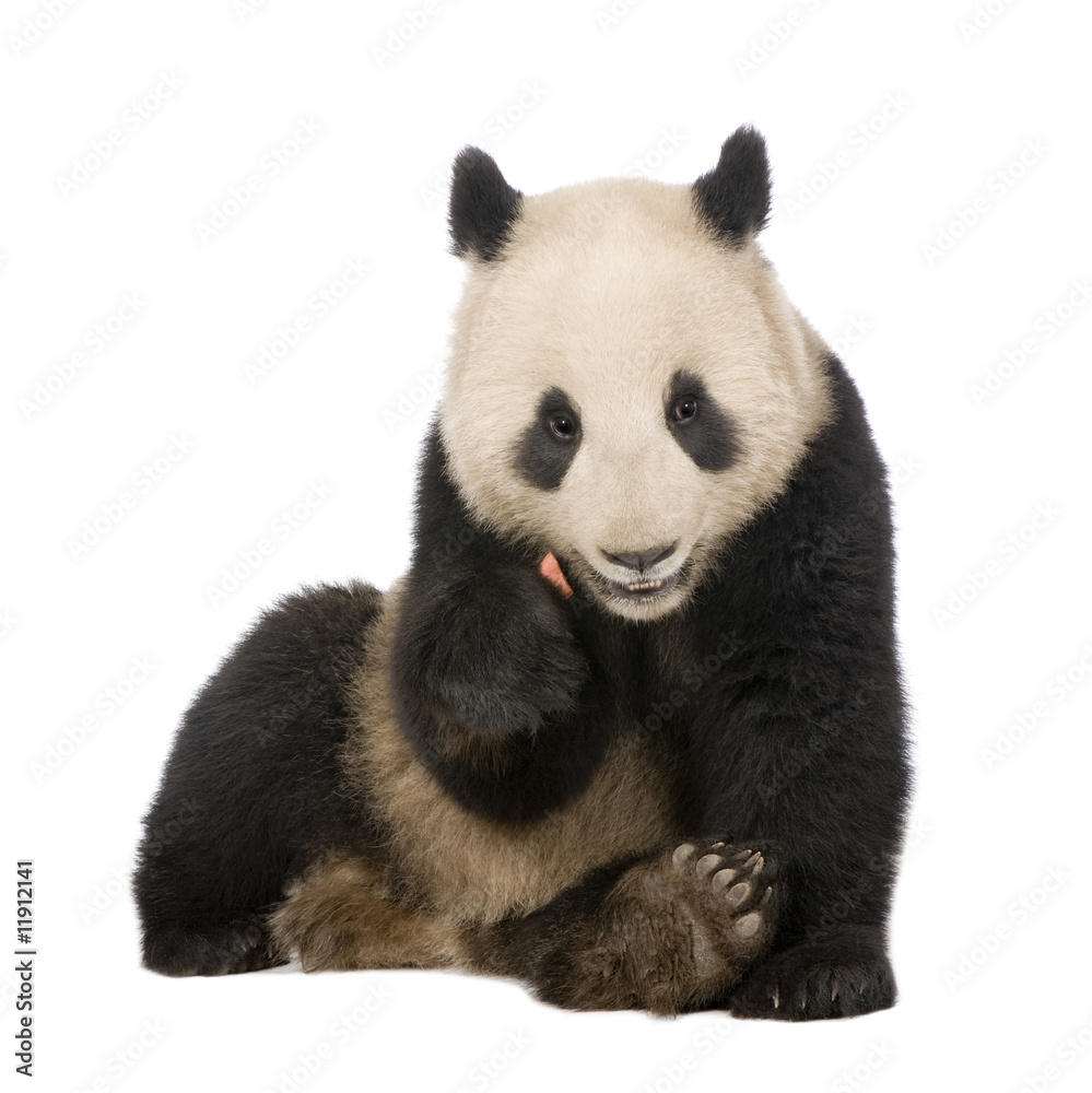 Giant Panda (18 months) - Ailuropoda melanoleuca Giant Panda (18 months) - Ailuropoda melanoleuca