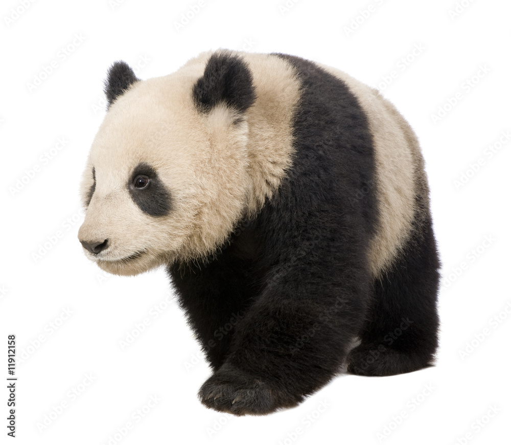 Obraz premium Giant Panda (18 miesięcy) - Ailuropoda melanoleuca
