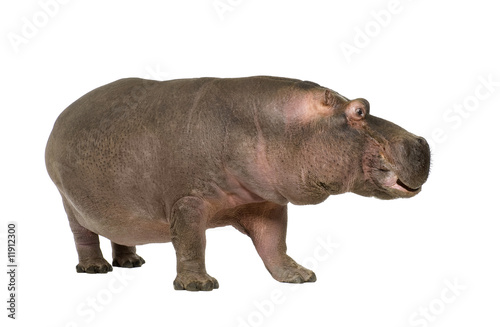 Hippopotamus - Hippopotamus amphibius   30 years 