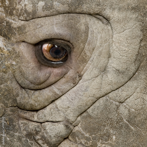 White Rhinoceros - Ceratotherium simum ( +/- 10 years) photo