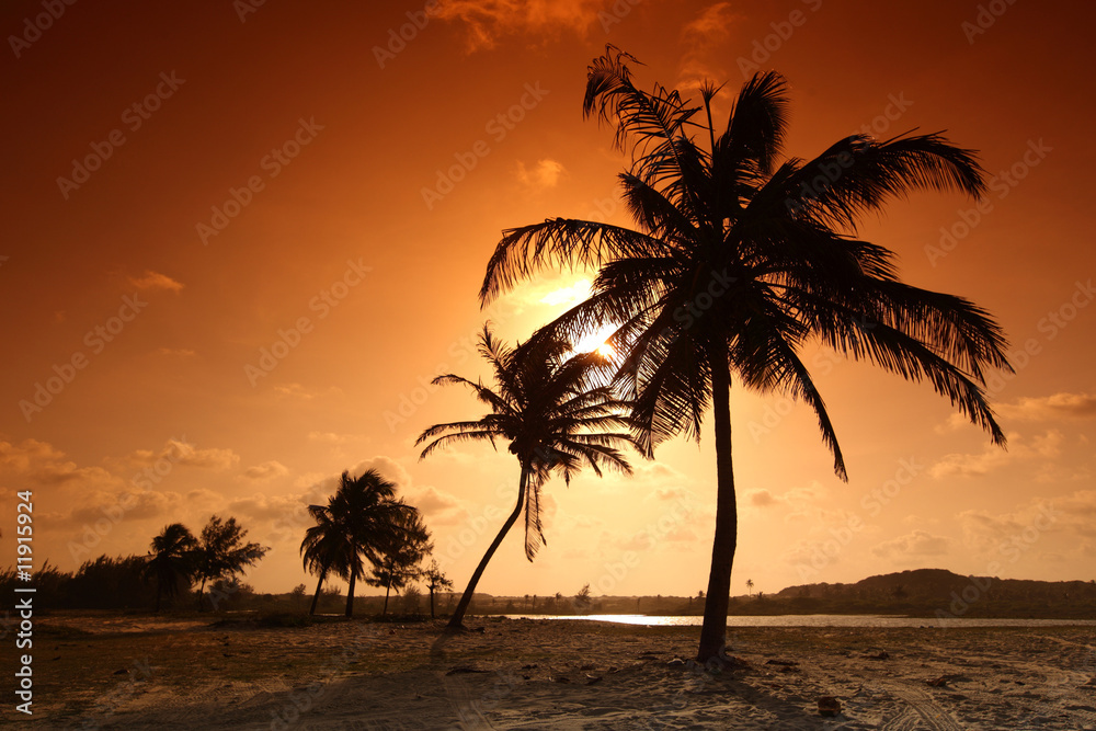 sunrise palm