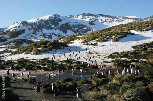 Manchots papous (gentoo penguins) Cooper Bay, Georgie du Sud