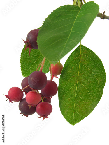 reife Früchte der Felsenbirne/fruits of saskatoon juneberry
