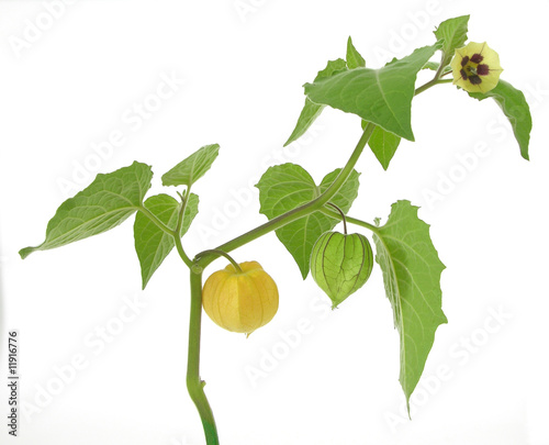 Zweig mit Physalis-Blüte und Frucht/physalis fruit and bloom