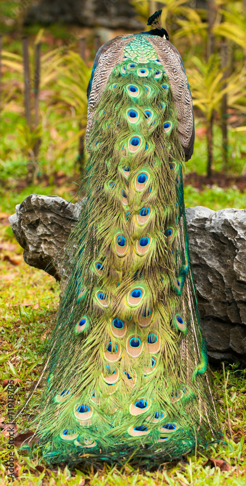 Obraz premium Peacock's Tail