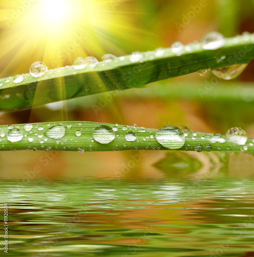 Green grass with raindrops background