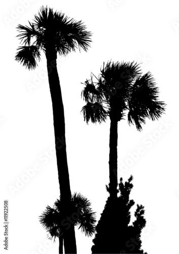 Palm trees