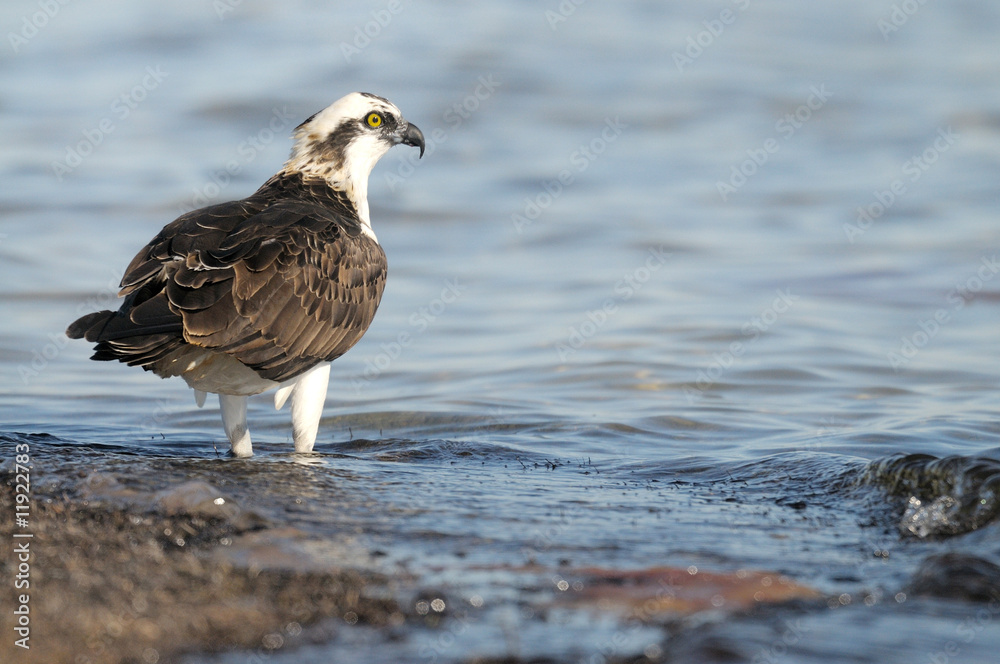 Fototapeta premium osprey landing