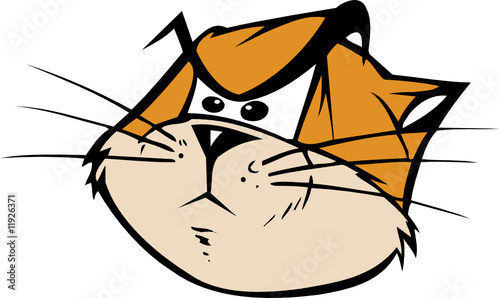 angry cat
